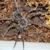 An Okefenokee Fishing Spider is sitting on top of a pile of dirt.