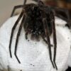 An Okefenokee fishing spider is perched on an Okefenokee Fishing Spider.