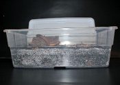 Complete Pet Cockroach Habitat Kit - Bugs In Cyberspace