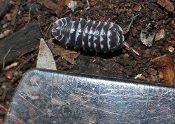A black and white striped bug, resembling a Zebra Pillbugs Armadillidium maculatum, in the dirt.