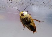 Gyna Lurida Yellow cockroach
