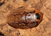 A Peppered Roach Archimandrita tessellata sitting on a piece of wood.