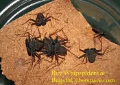Black colored Florida Whip spider Phrynus