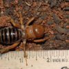 A Jerusalem Cricket Pet on top of a measuring tape.