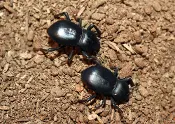 Group of three Smooth Death Feigning Beetle Asbolus laevis 3 
