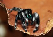 A Bold Jumping Spider Phidippus audax, sitting on a leaf.
