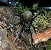 A Black Hole Spider crawling on a piece of wood.