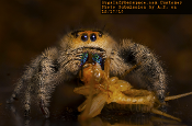 An image of a [Regal Jumping Spider Phidippus regius] eating a bug.