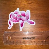 A Sticker Orchid Mantis with a pink flower on it next to a ruler.