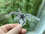 A person holding a Sticker Whipspider in front of a window.