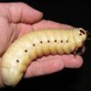 A Person Holding a Goliath Beetle Larva