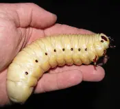 A Person Holding a Goliath Beetle Larva