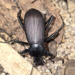 Eleodes obscura