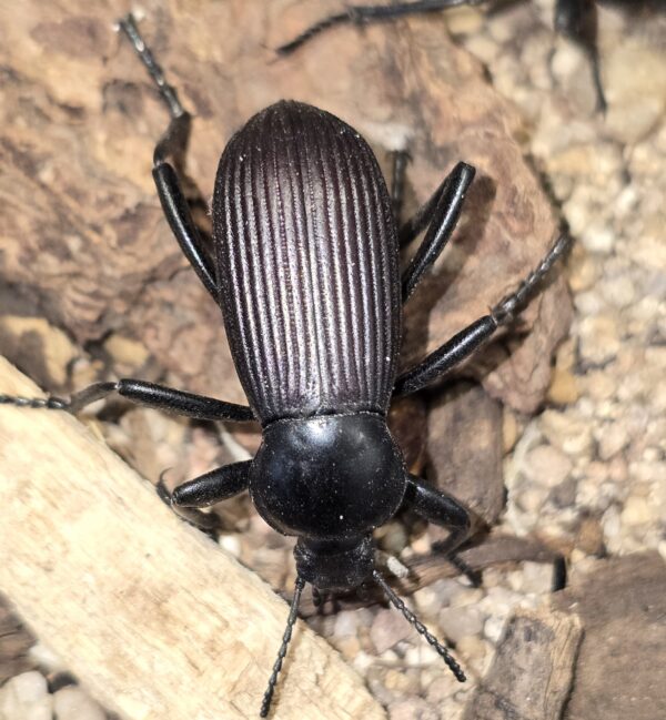 Eleodes obscura