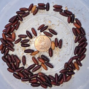 Feeder Blue Bottle Flies