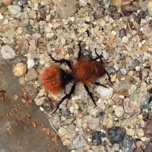 Pet Velvet Ant