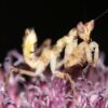 A Jeweled Flower Mantis Creobroter gemmatus, on a purple flower.
