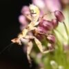 The Jeweled Flower Mantis Creobroter gemmatus perched delicately on a purple flower.