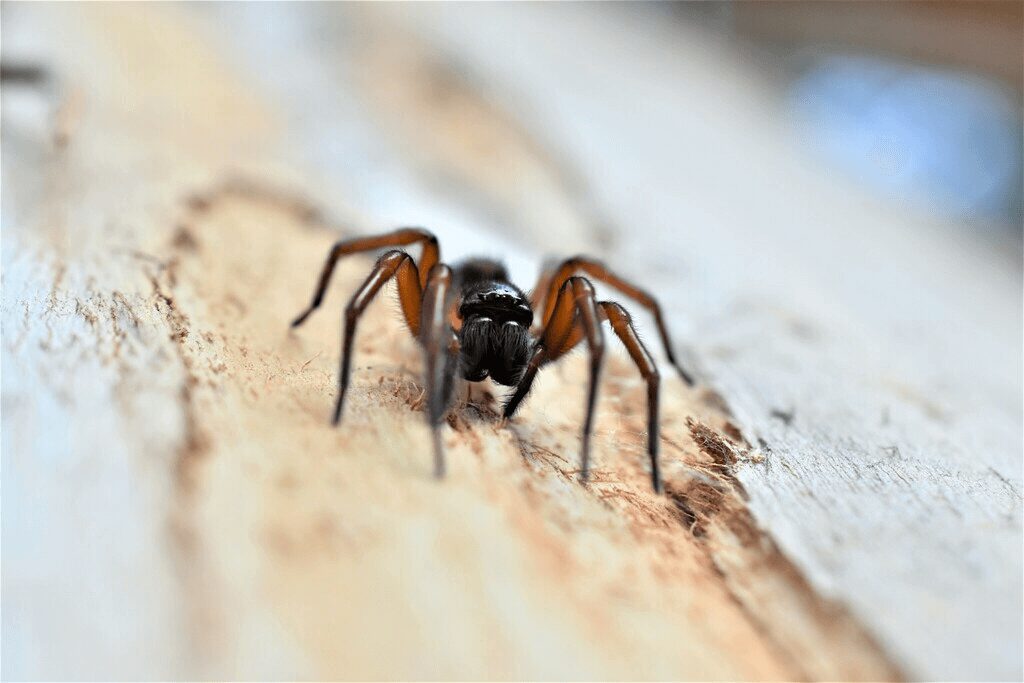 Callobius severus