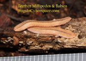 Brachycybe Feather Millipedes and babies