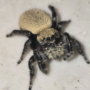 Apache Jumping Spider Captive Bred Spiderling