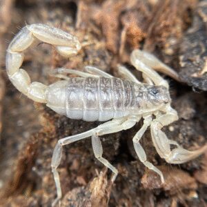 Paruroctonus silvestrii scorpion