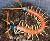 Giant Desert Centipede Scolopendra heros