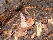 A close up of the Stone Centipede in a pot.