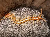 A desert Tiger Centipede in the soil
