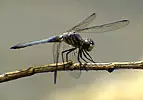 An Odonata Dead Damselfly perched on a twig.