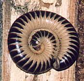 Ivory colored Millipede on wood