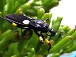 A black color African white spot bug