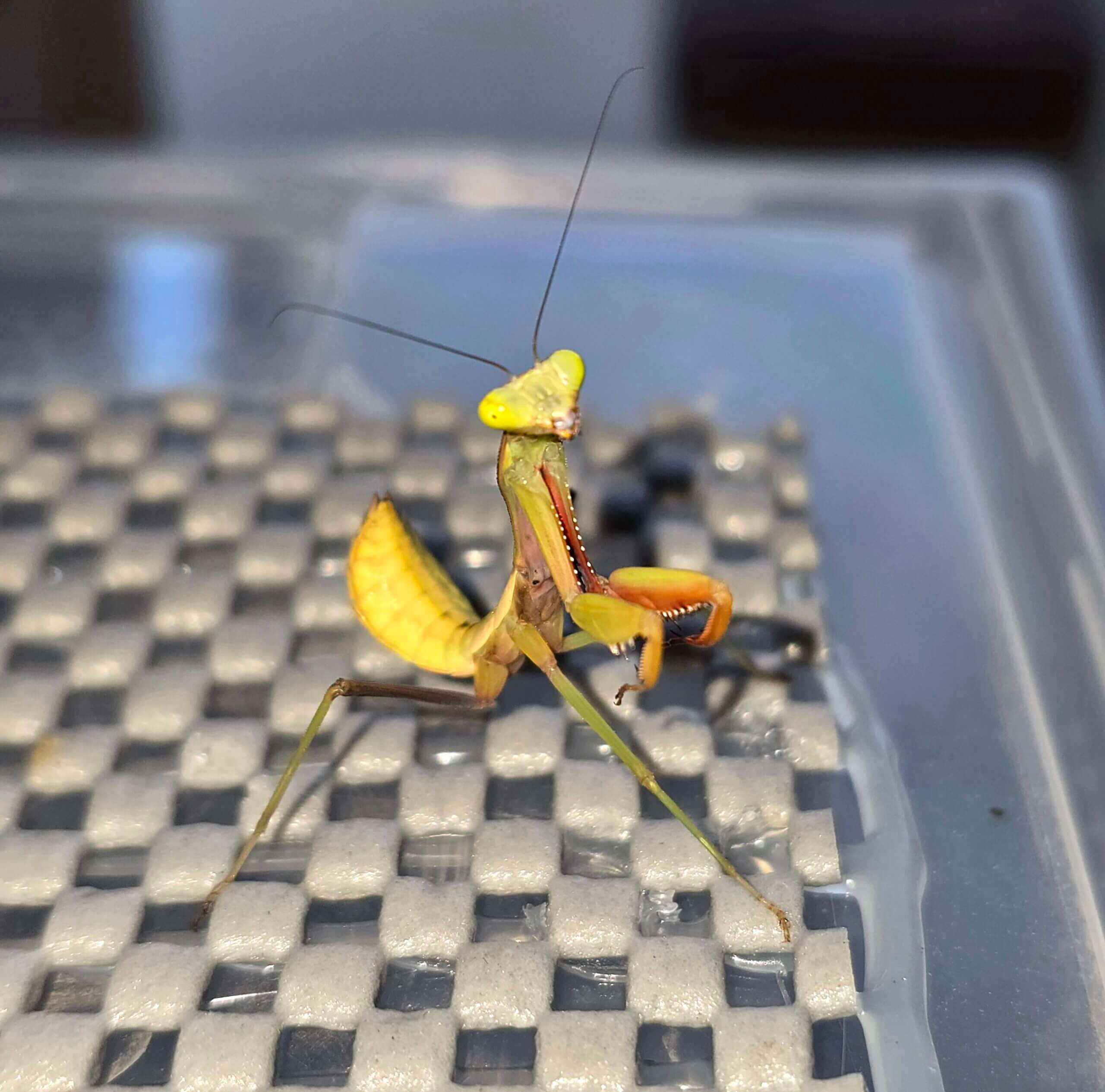 Praying mantis standing on a textured surface.