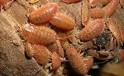Isopods
