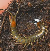 An African Longtail Centipede in soil