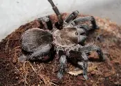 An Aphonopelma chalcodes, a black and brown tarantula, sitting in a bowl of dirt.