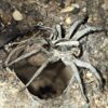 Carolina Wolf Spider
