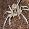 Carolina Wolf Spider - Image 2