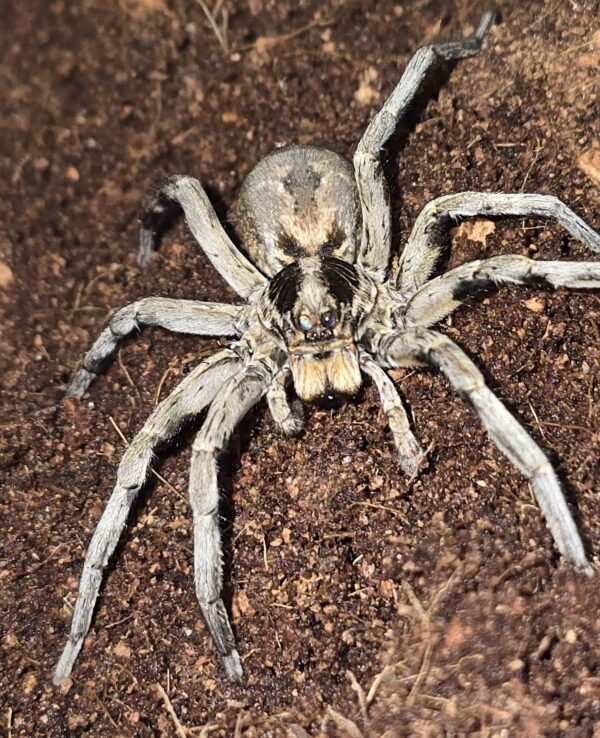 Carolina Wolf Spider - Image 2
