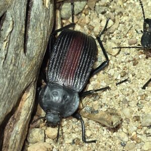 Red-stripe Darkling Beetle