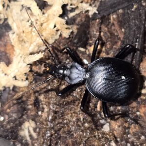Scaphinotus Snail Eating Beetle