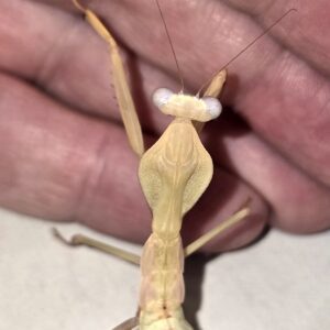 PNG Shield Mantis