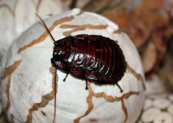 A Flat Horn Hissing Cockroach is sitting on top of a shell.