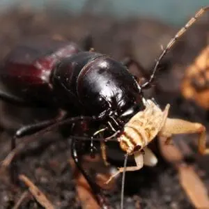 A Great Plains Giant Tiger Beetle is eating a small insect.