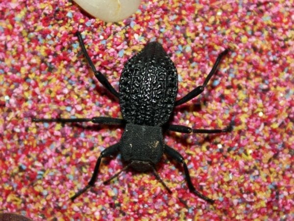 A Ship of the Desert Beetle sitting on top of pink sprinkles.