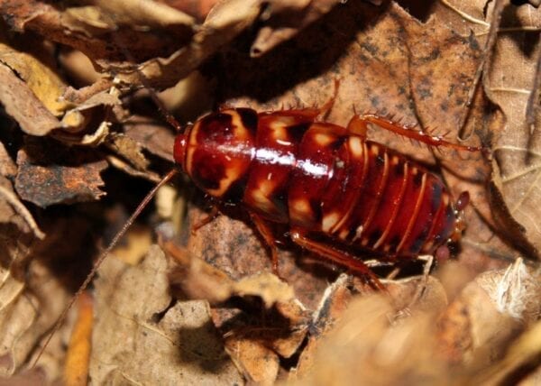 A red and brown striped Australian Roach on a leaf.