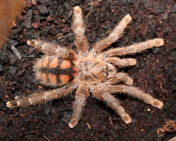 Avicularia minatrix is sitting on top of dirt.