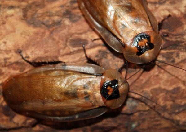 Two Colossal Cockroaches sitting on a piece of wood.