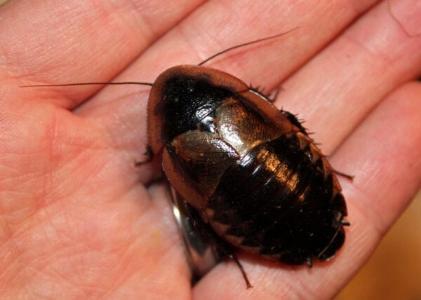 A Striped Burrowing Roach sitting on a person's hand.