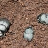 Three Dung Beetle Samplers in the dirt.